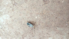 Dysdercus nigrofasciatus