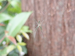 Leucauge blanda