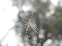 Leucauge blanda