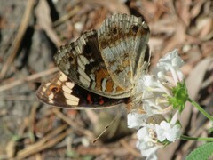 Junonia orithya albicincta