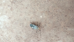 Dysdercus nigrofasciatus