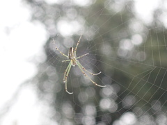 Leucauge blanda