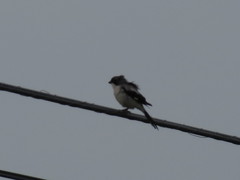Lanius ludovicianus