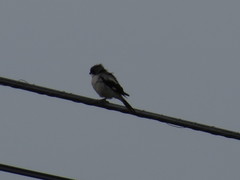 Lanius ludovicianus