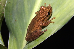 Scinax elaeochroa