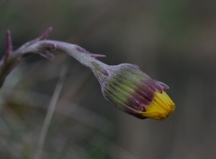 Tussilago farfara