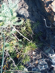 Adromischus filicaulis