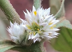 Alternanthera bettzickiana