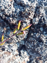 Adromischus filicaulis
