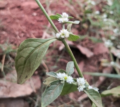 Alternanthera bettzickiana