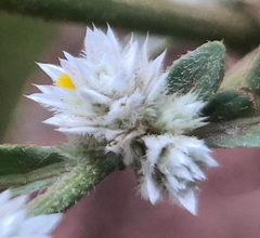 Alternanthera bettzickiana