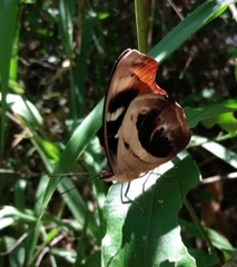 Catonephele sabrina