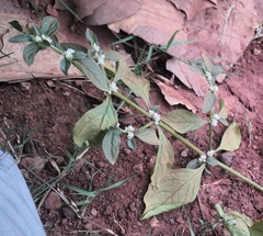 Alternanthera bettzickiana