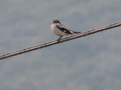 Lanius ludovicianus