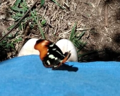 Catonephele sabrina