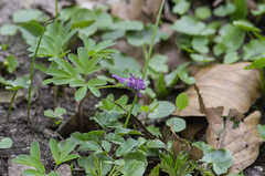 Corydalis intermedia