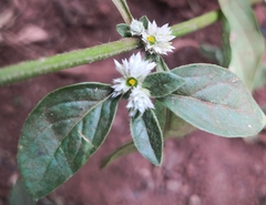 Alternanthera bettzickiana