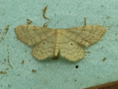 Idaea fuscovenosa