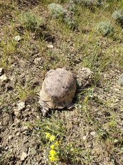 Testudo graeca armeniaca