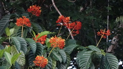 Palicourea guianensis