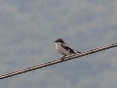 Lanius ludovicianus