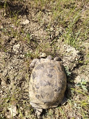 Testudo graeca armeniaca