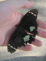 Papilio aegeus aegeus