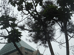 Paulownia witches-broom phytoplasma