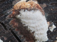 Antrodia heteromorpha