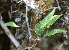 Davallia pectinata
