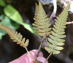 Davallia pectinata