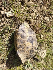 Testudo graeca armeniaca
