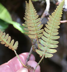 Davallia pectinata
