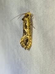 Moerarchis inconcisella