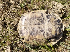 Testudo graeca armeniaca