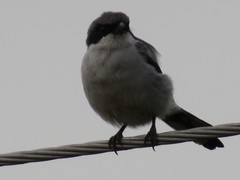 Lanius ludovicianus