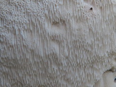 Antrodia heteromorpha