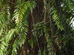 Stenochlaena palustris