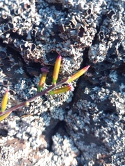 Adromischus filicaulis