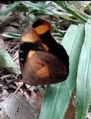 Catonephele sabrina