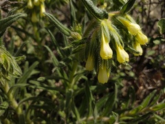Onosma microcarpa