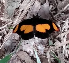 Catonephele sabrina