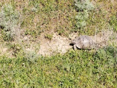 Testudo graeca armeniaca