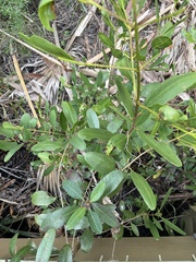 Rhabdadenia biflora