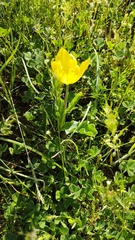 Tulipa suaveolens