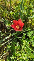 Tulipa suaveolens