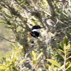Batis capensis