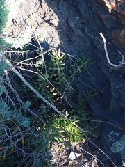 Adromischus filicaulis