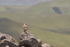 Falco rupicoloides