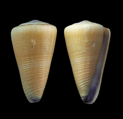 Conus emaciatus